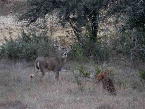 Whitetail Deer Hunting Ranch In Texas Hill Country