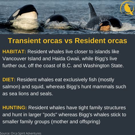 RESIDENT VS TRANSIENT BIGGS WHALES WHAT ARE THE DIFFERENCES 4