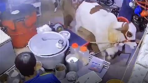 Watch: Furious sacrificial cow enters tea hotel in Karachi | Dialogue ...