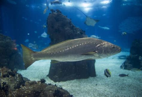 Peixe Corvina E Remoso