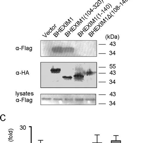 Identification Of The Bhexim Domain Responsible For Binding To