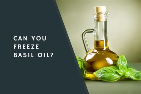 Can You Freeze Basil Oil Condimentbucket