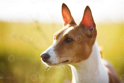 Muzzle red Basenji dog 3265523 Stock Photo at Vecteezy