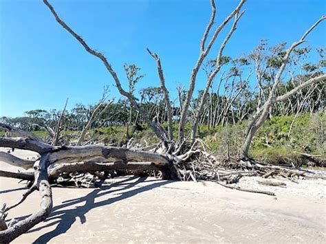 Exploring Boneyard Beach - Jacksonville Beach Moms