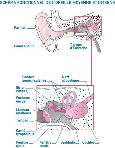 Le Fonctionnement De Loreille Bures Audition Audioproth Siste