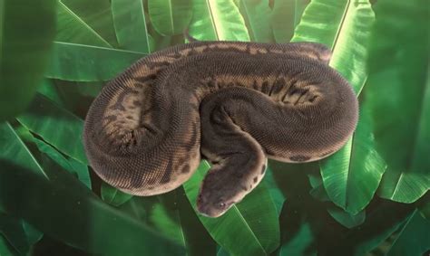 Rarest Snakes in the World | Be Amazed