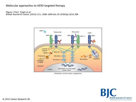 Molecular approaches to HER2 targeted therapy - ppt download