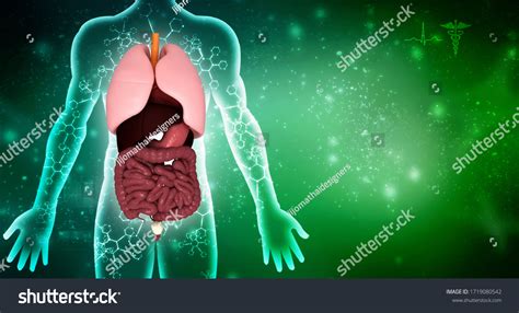 3d Illustration Human Digestive System Stock Illustration 1719080542