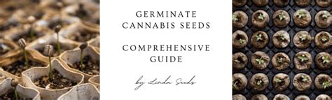 Faire Germer Des Graines De Cannabis Guide Complet