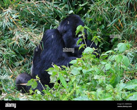 Closeup Portrait Of Endangered Adult Silverback Mountain Gorilla