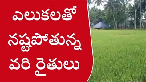 పశ్చిమ గోదావరి జిల్లా ఎలుకలు బాబోయ్ ఎలుకలు Video Dailymotion