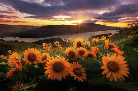 Sunflower Field by Jeremy Cram Photography