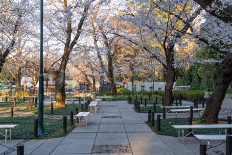 Cherry Blossoms At Yasukuni Shrine Japan Editorial Stock Image Image