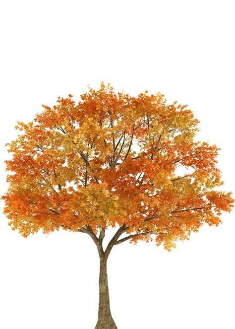 Fall Tree Clip Art Tranparent | PNG-clipart