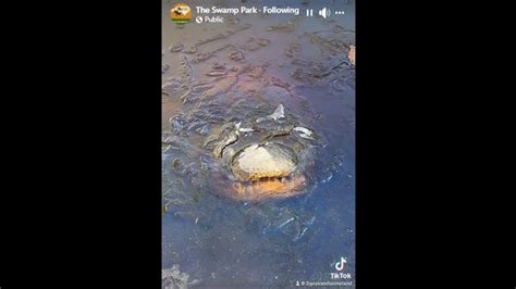 Frozen alligators found in North Carolina as temperatures hit 17 ...