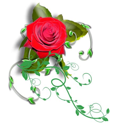 Red Rose Png Images [200 ]