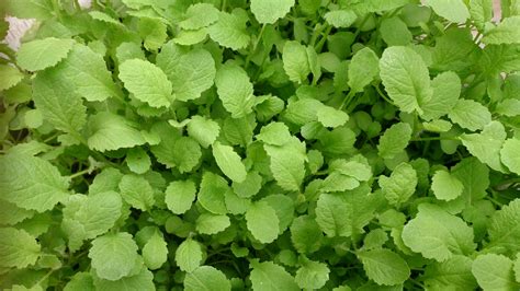 Growing Mustard Greens The Grantham Gardener