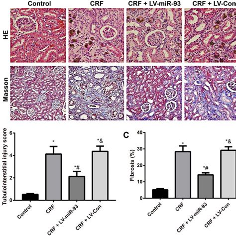 Observation Of Alizarin Red S Staining And Von Kossa Staining For Aorta Download Scientific