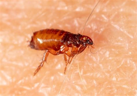 5 Key Factors for Assessing Flea Infestation | BeatPests