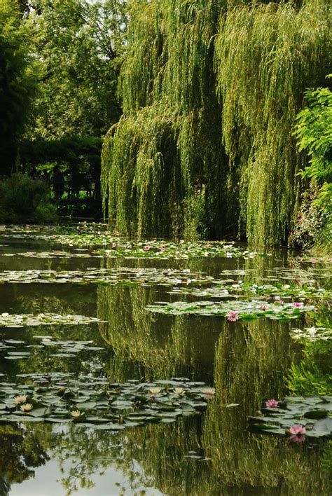 Semper Fidelis - The Water Garden, Monet, Giverny, France,