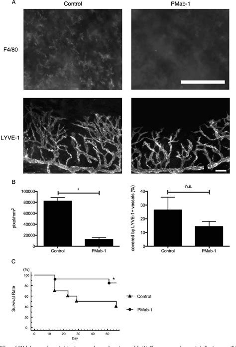 Figure From The Effect Of Podoplanin Inhibition On Lymphangiogenesis