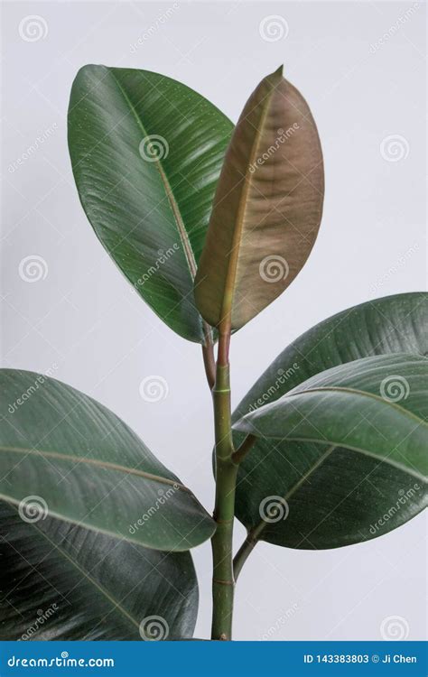 Rvore Do Elastica Do Ficus Com Fundo Branco Imagem De Stock Imagem