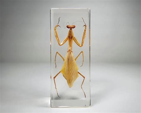 Bugs in Resin -Museum quality resin specimens