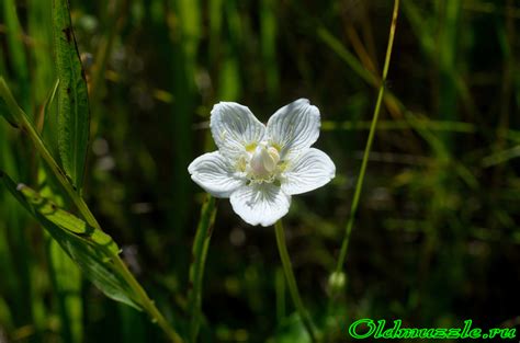 Растения Пензенской области: Белозор болотный
