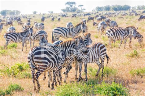 Zebra - Feeding Stock Photo | Royalty-Free | FreeImages