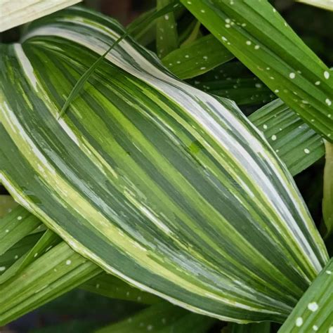 Aspidistra Elatior Care And Growing Guide Plantcarefully