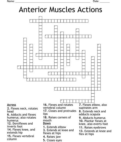 Muscles Of The Body Word Search Wordmint