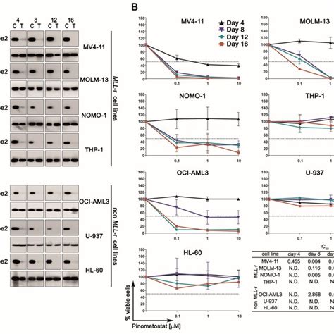 Pharmacological Targeting Of Dot L In Human Acute Myeloid Leukemia