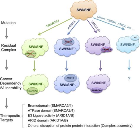 Vulnerabilities Of Mutant SWI SNF Complexes In Cancer Cancer Cell