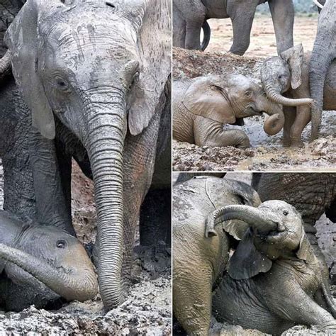 mud bath fun baby elephants enjoy playtime  addo elephant national