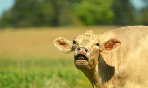 Why Do Cows Moo The Secret Language Of Cows Yaafur