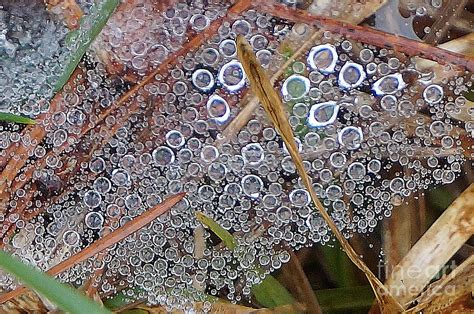 A Million Tiny Raindrops Photograph By Maxine Billings Fine Art America