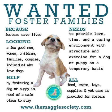 What Is Fostering A Dog Mean