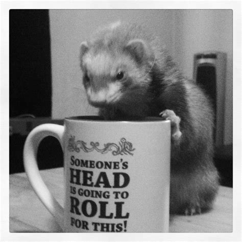 can ferret not drinking cheap 8