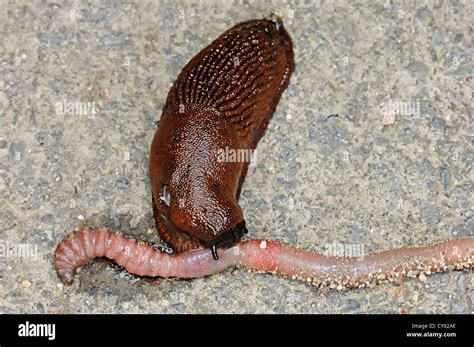 Portuguese Slug Or Spanish Slug Arion Lusitanicus Arion Vulgaris Feeding On Common Earthworm