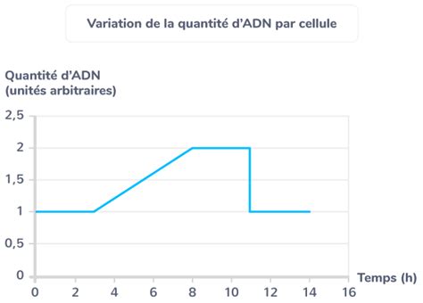 Expliquer le rôle de la mitose dans le cycle cellulaire 1ère