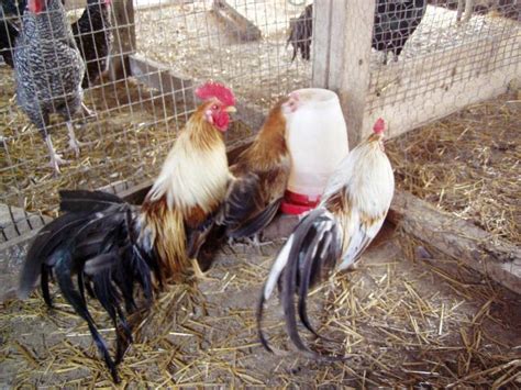 Onagadori eggs, long tail bantams | BackYard Chickens - Learn How to ...