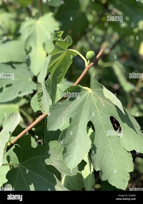 Beneficios De Hojas De Higuera Fotograf As E Im Genes De Alta