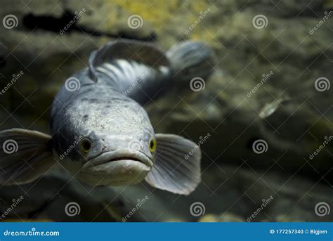 Channa Micropeltes In Aquarium. Freshwater Fish Stock Photography ...