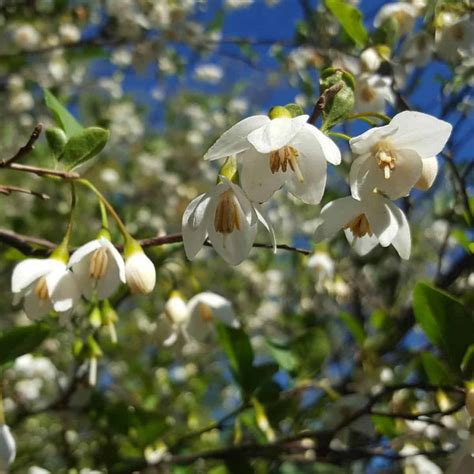 Japanese Snowbell Care All About Growing Styrax Japonicus