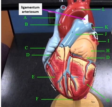 Heart Anatomy Flashcards Quizlet