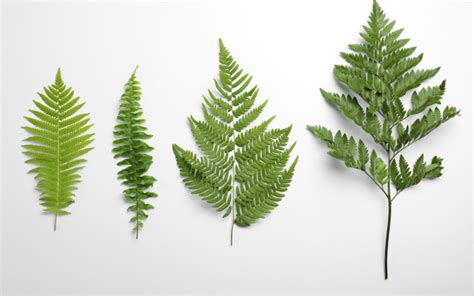 Know the Main Types of Fern - Exclusive Gardening