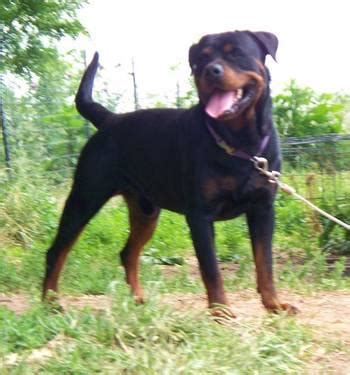 AKC German Working Male Rottweiler for Sale in Evansville, Illinois ...