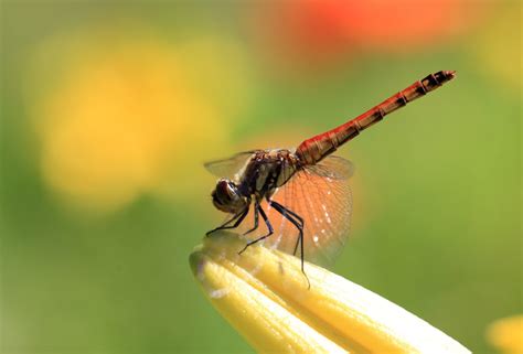 Free Picture Dragonfly Nature Insect Arthropod Bug Metamorphosis