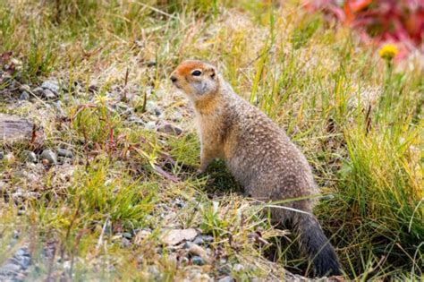 Denali National Park Wildlife: 10 TOP Animals to Spot - National Parks Mom