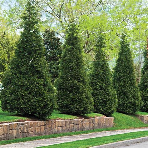 11 Best Fast Growing Trees For Privacy And Considerations When Choosing Plants Spark Joy